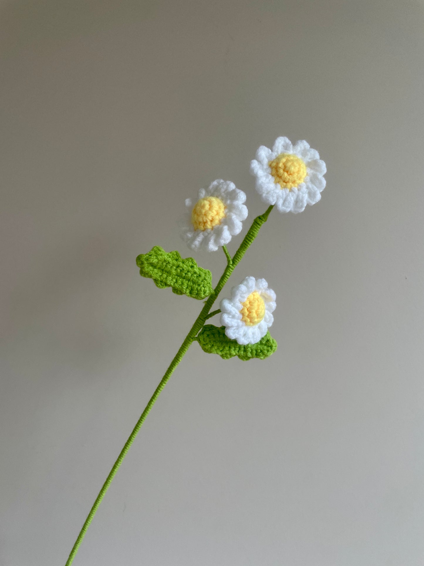 Daisy