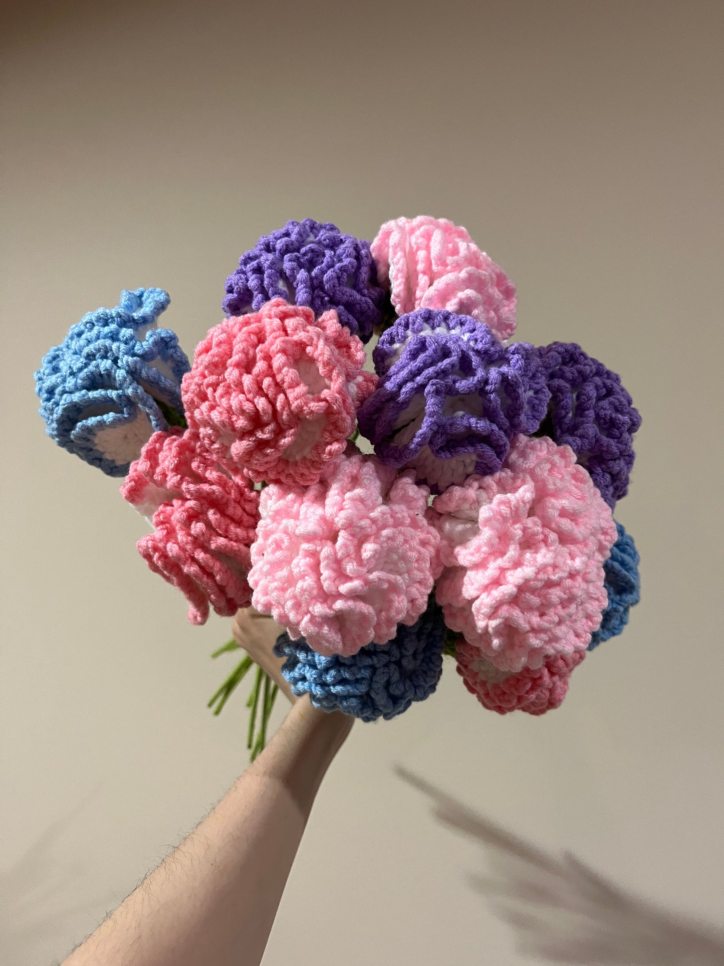 Carnation