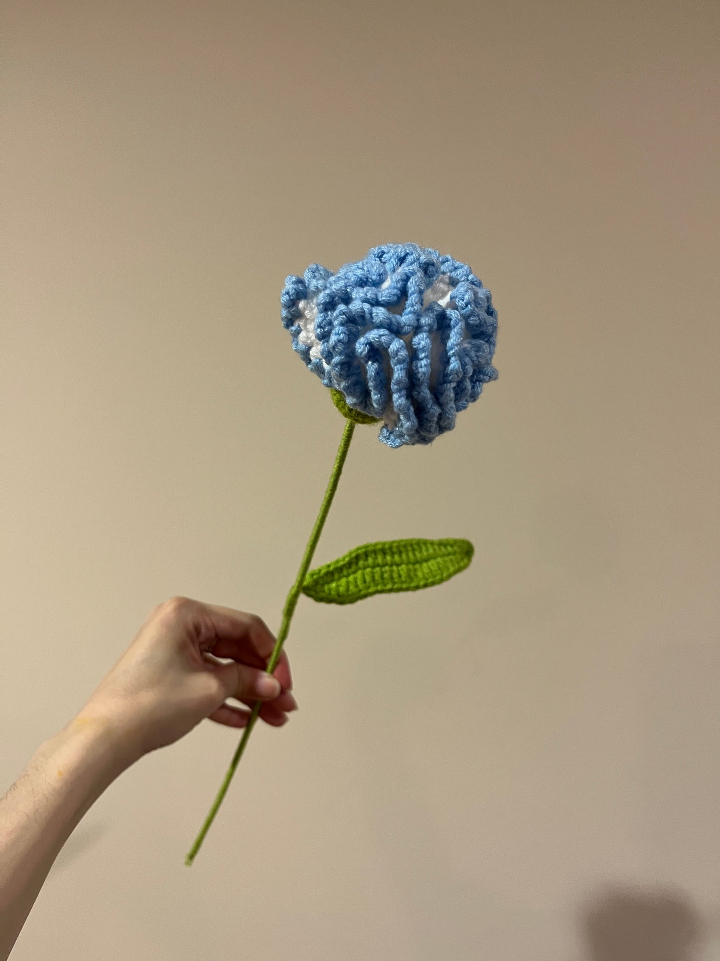 Carnation