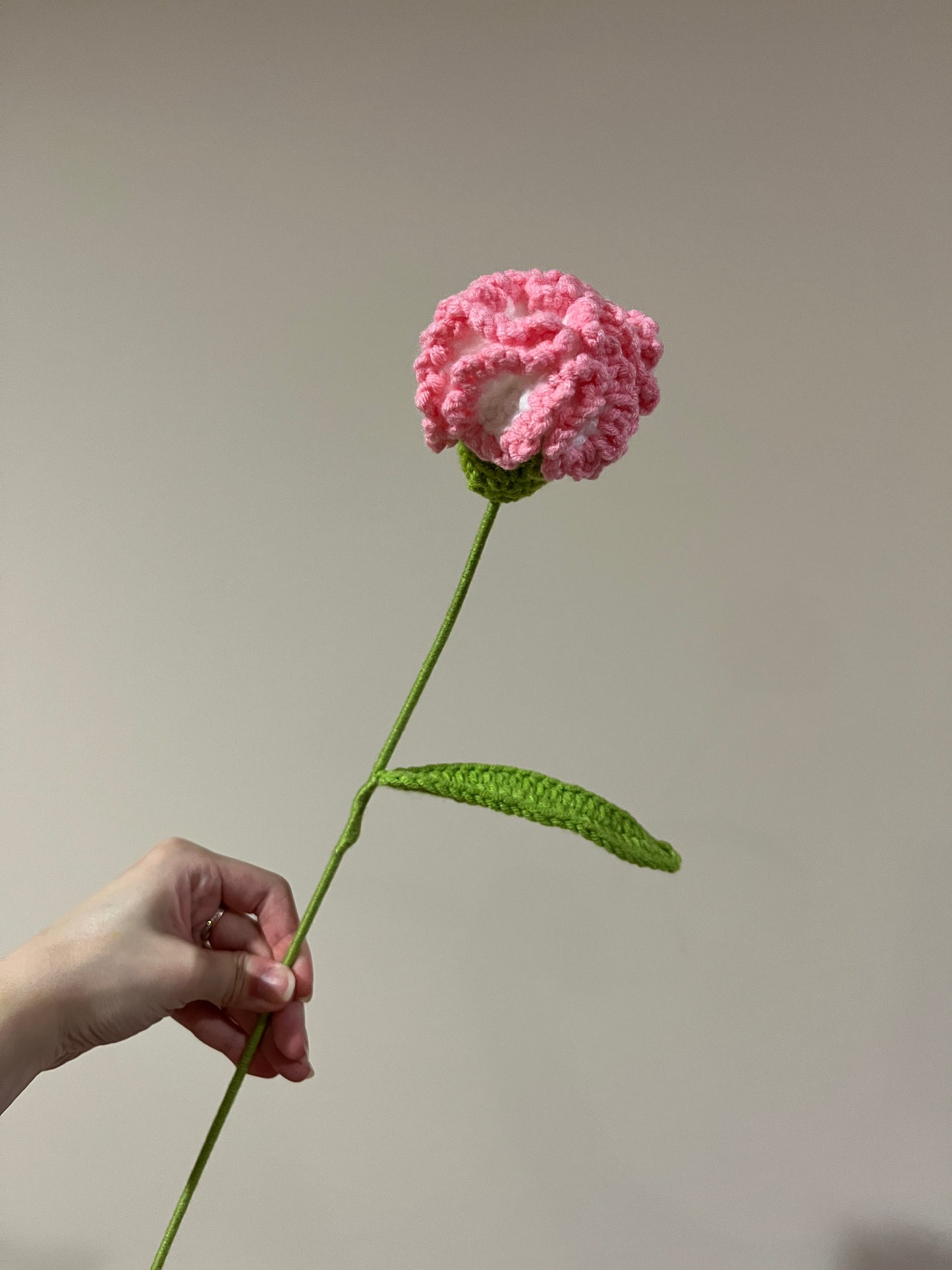 Carnation