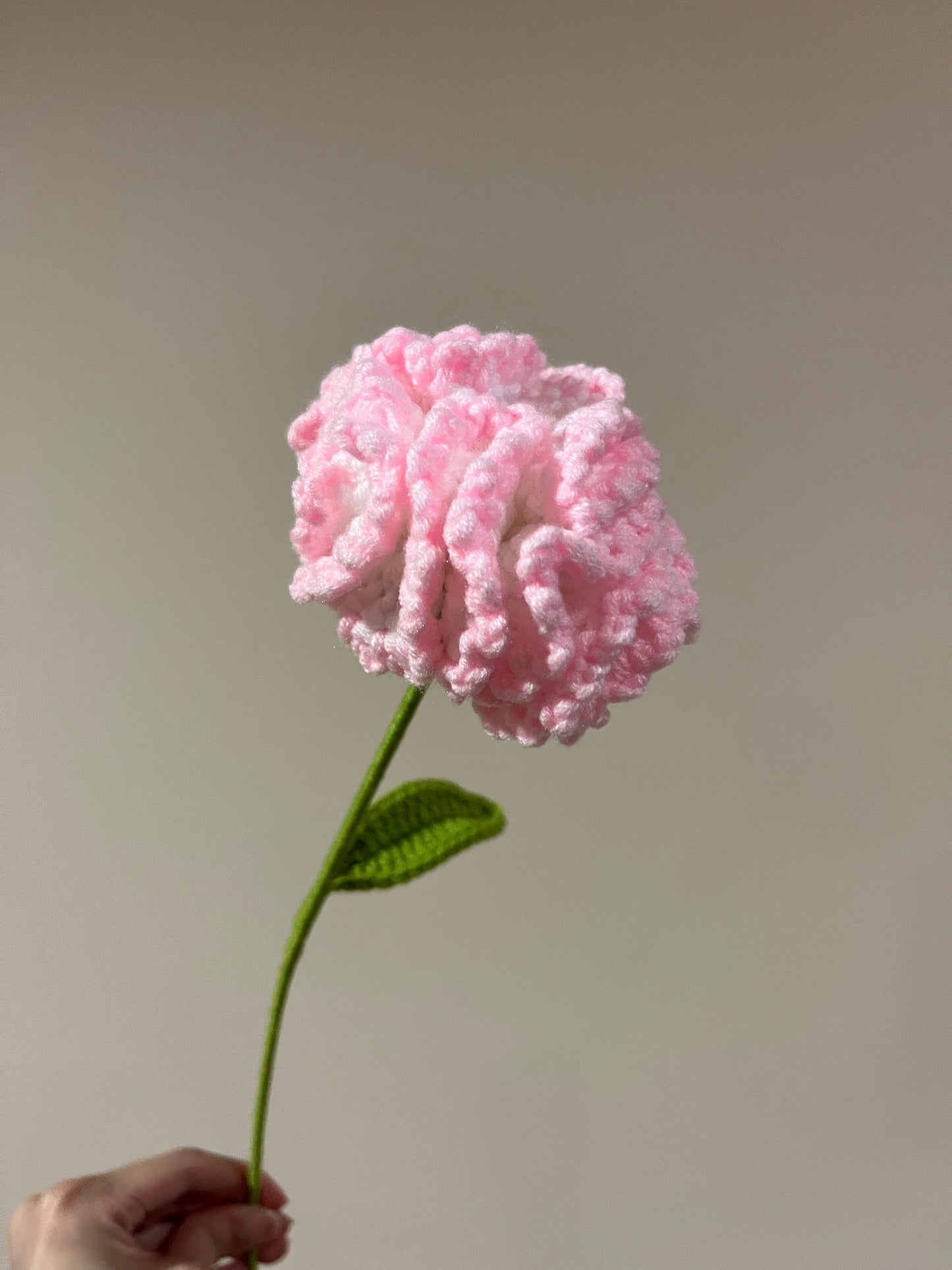 Carnation