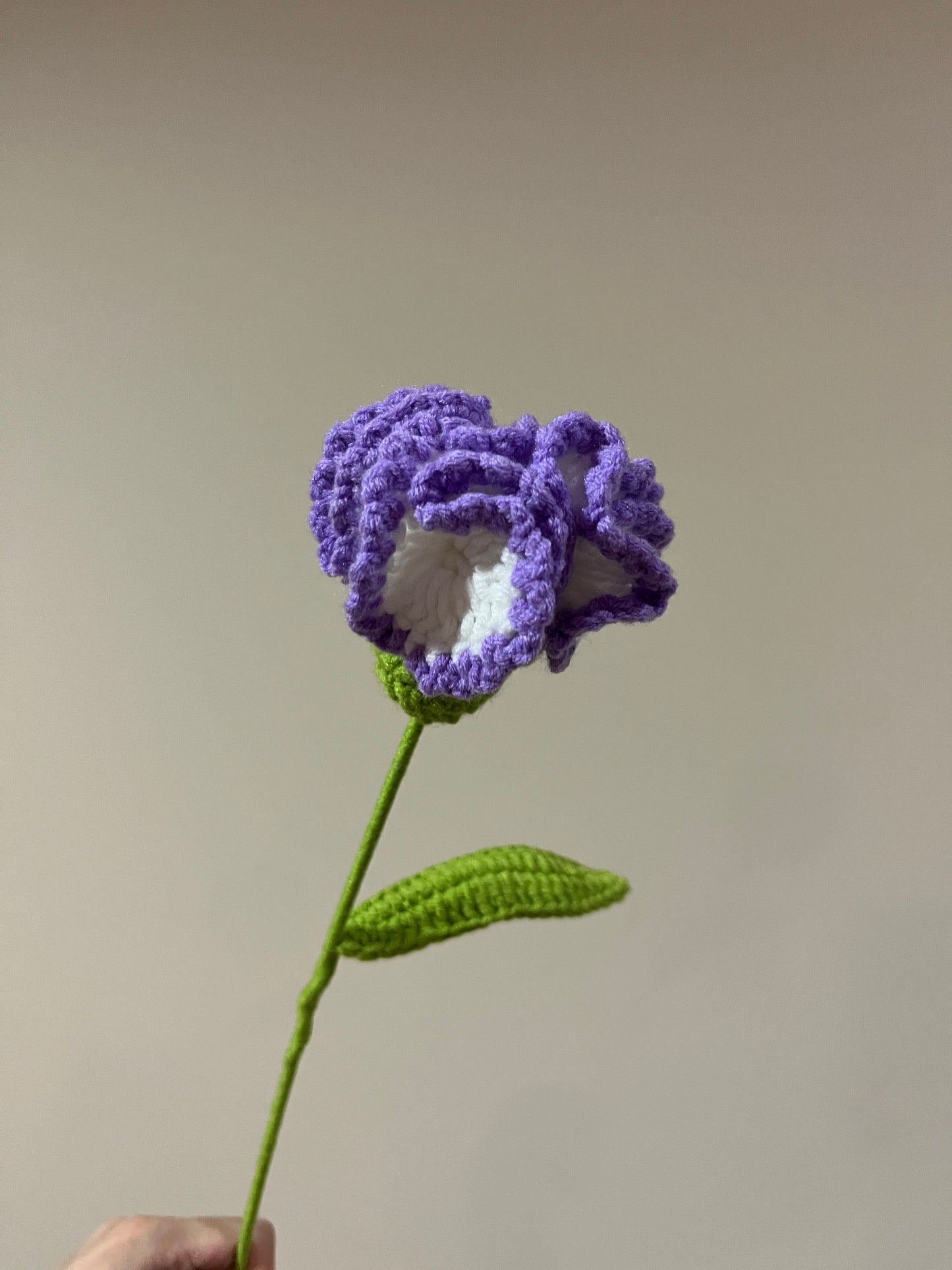 Carnation