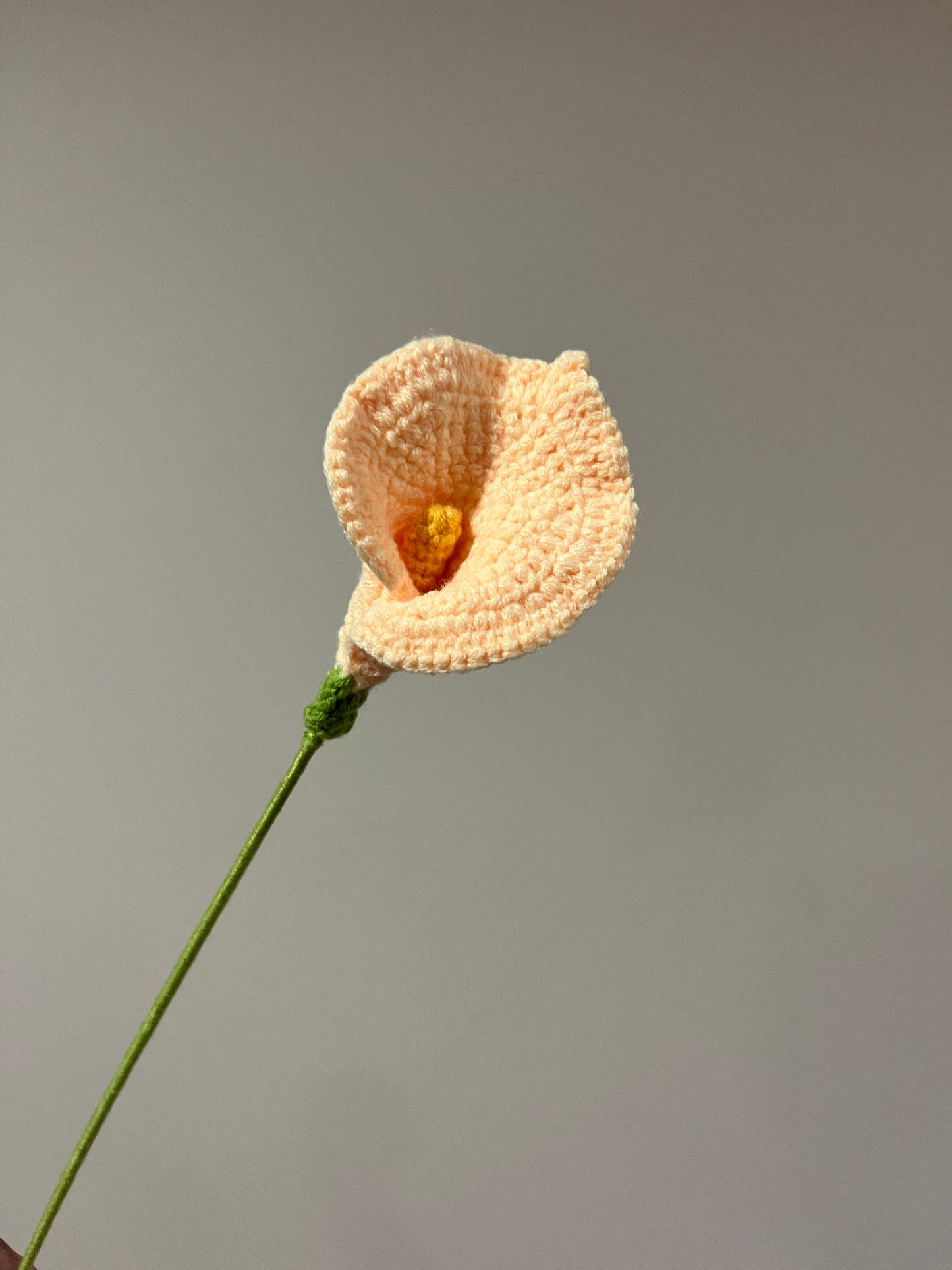 Calla Lily
