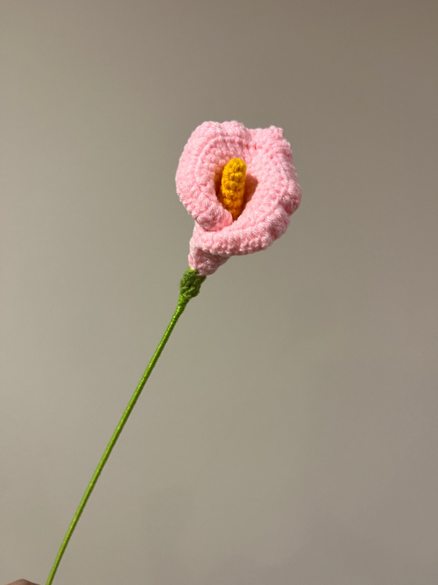 Calla Lily