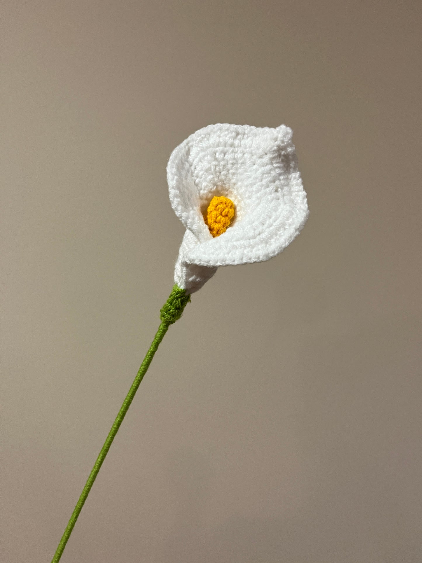 Calla Lily