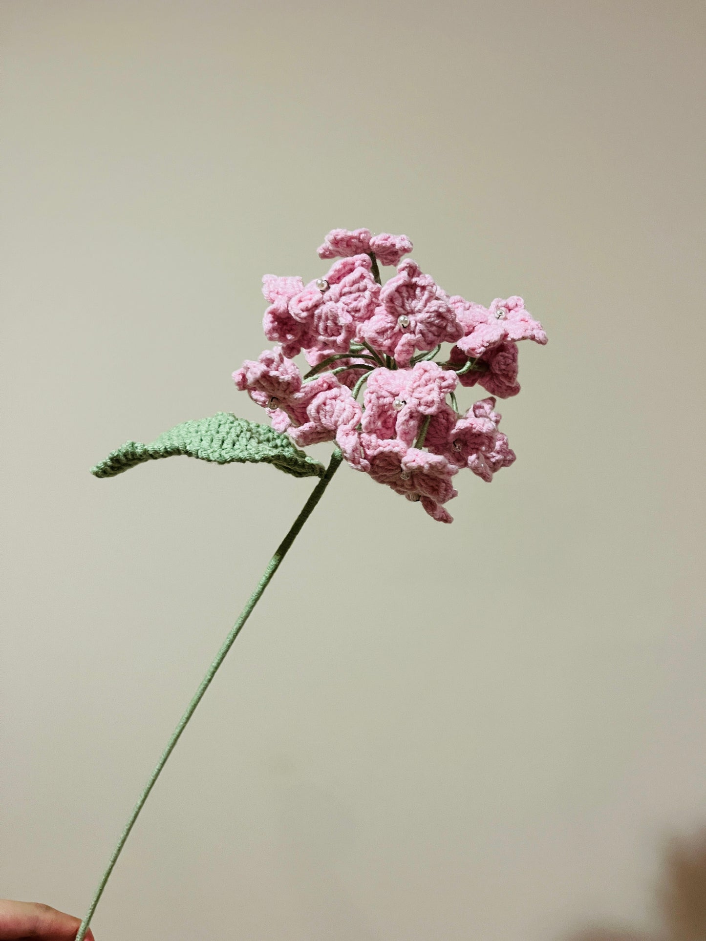 Hydrangea