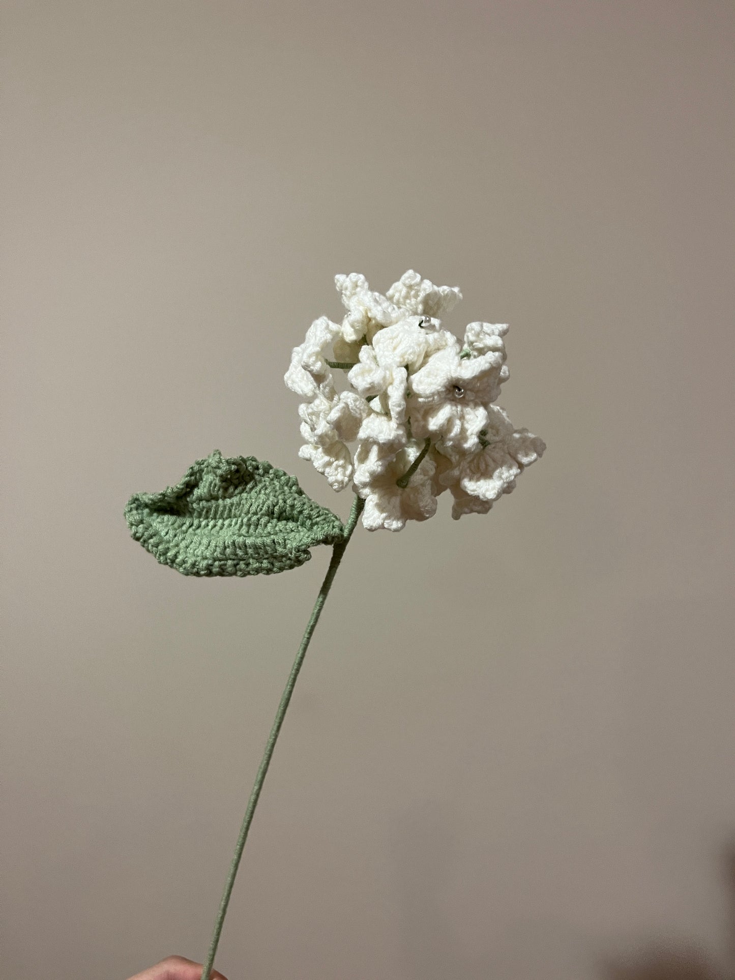 Hydrangea