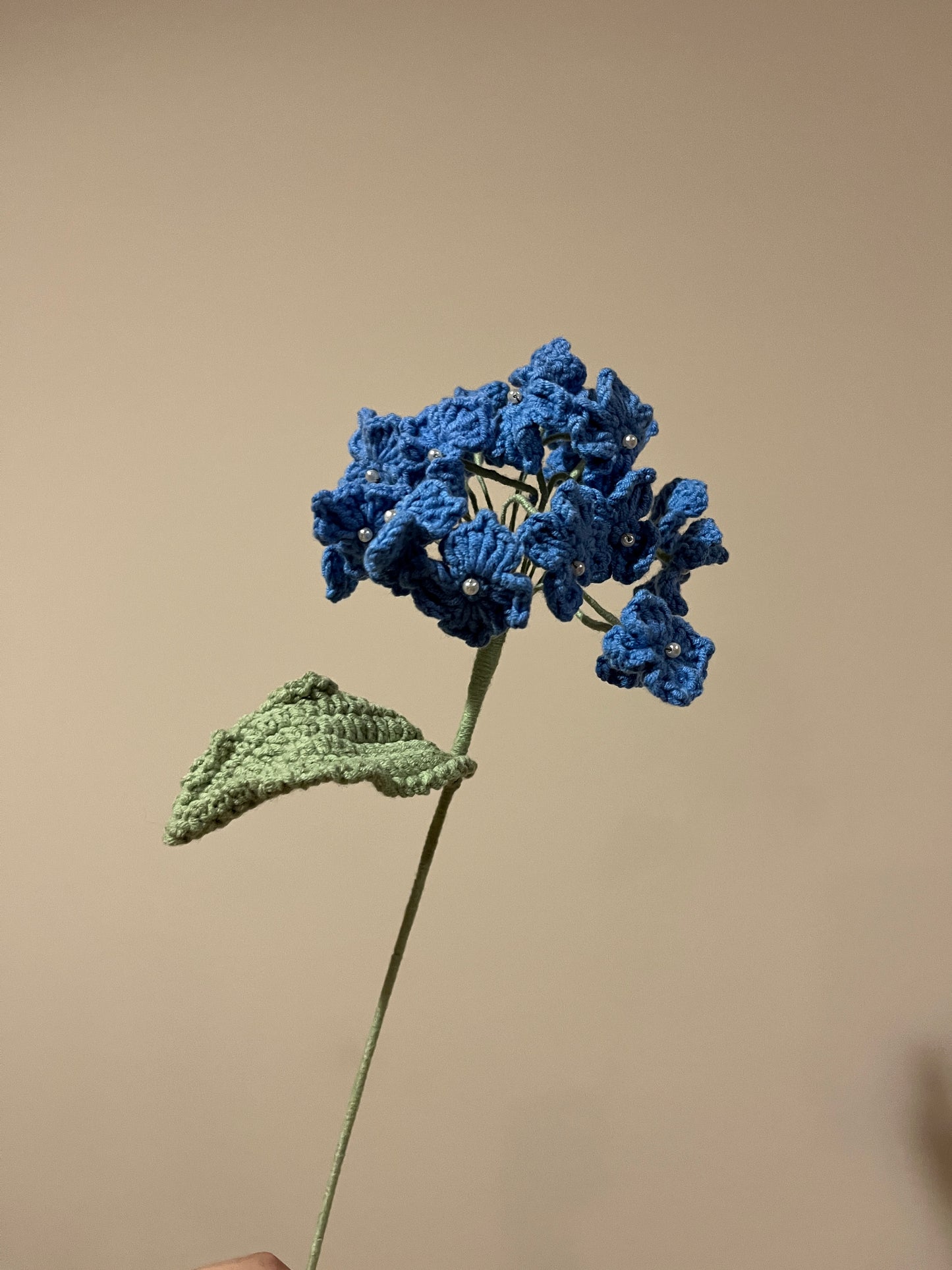 Hydrangea