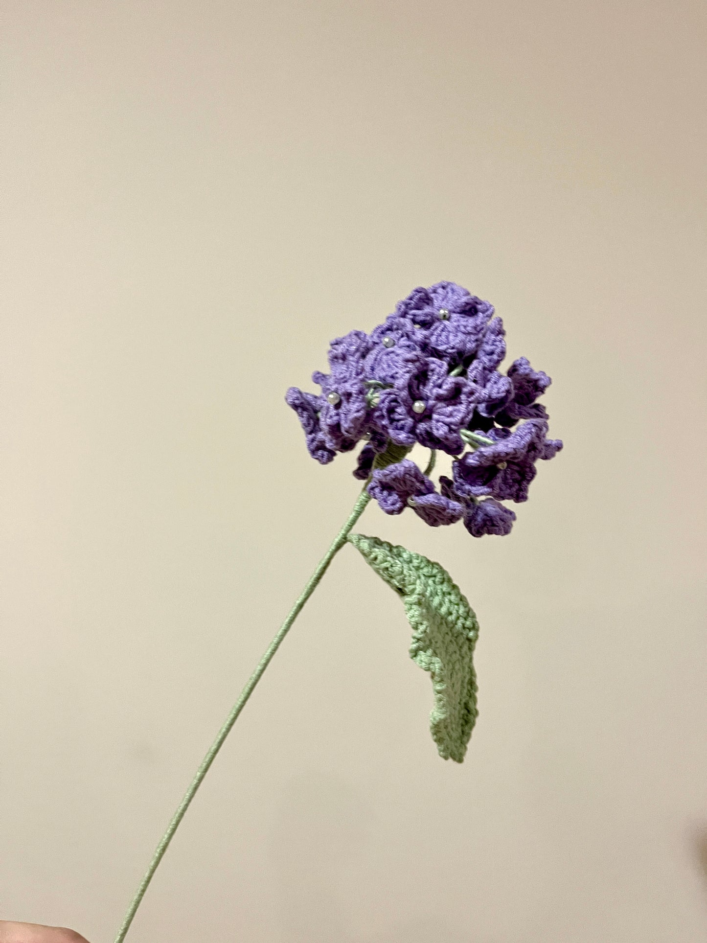 Hydrangea
