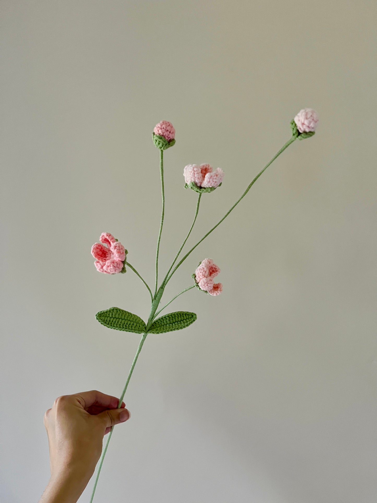Androsace Umbellata