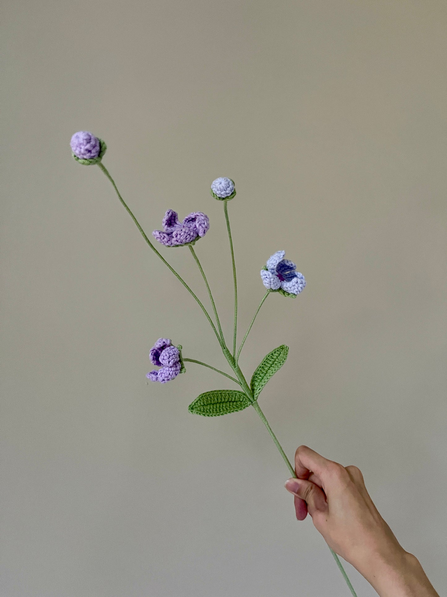Androsace Umbellata
