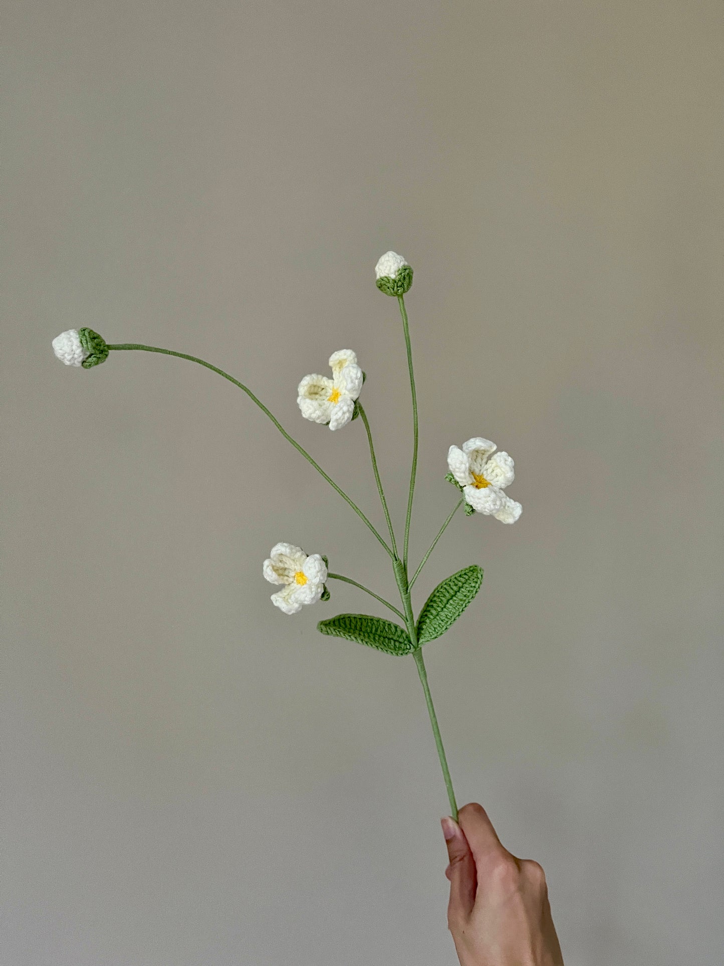 Androsace Umbellata