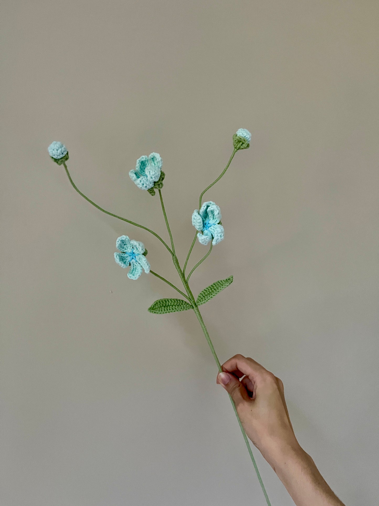Androsace Umbellata