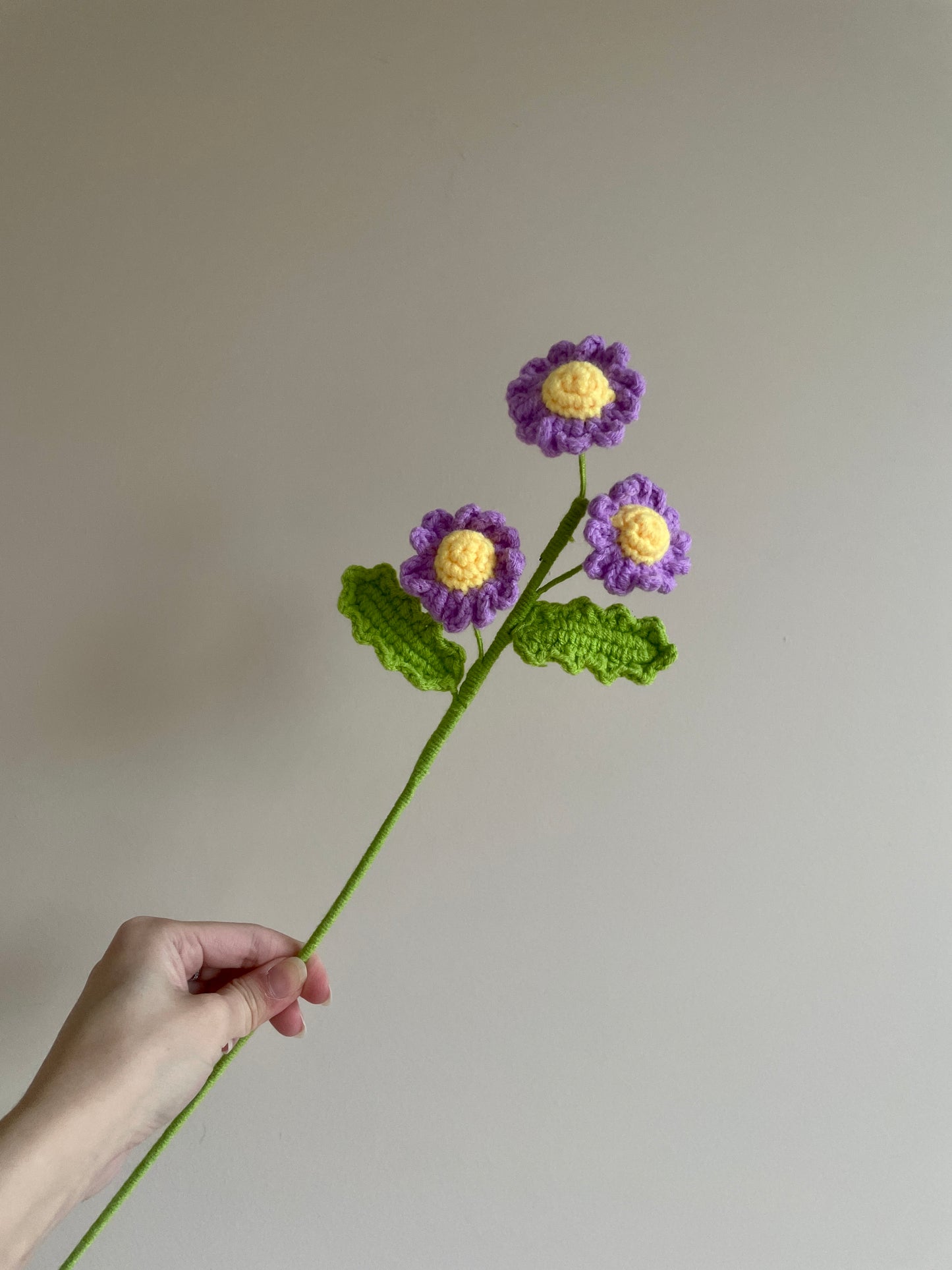 Daisy