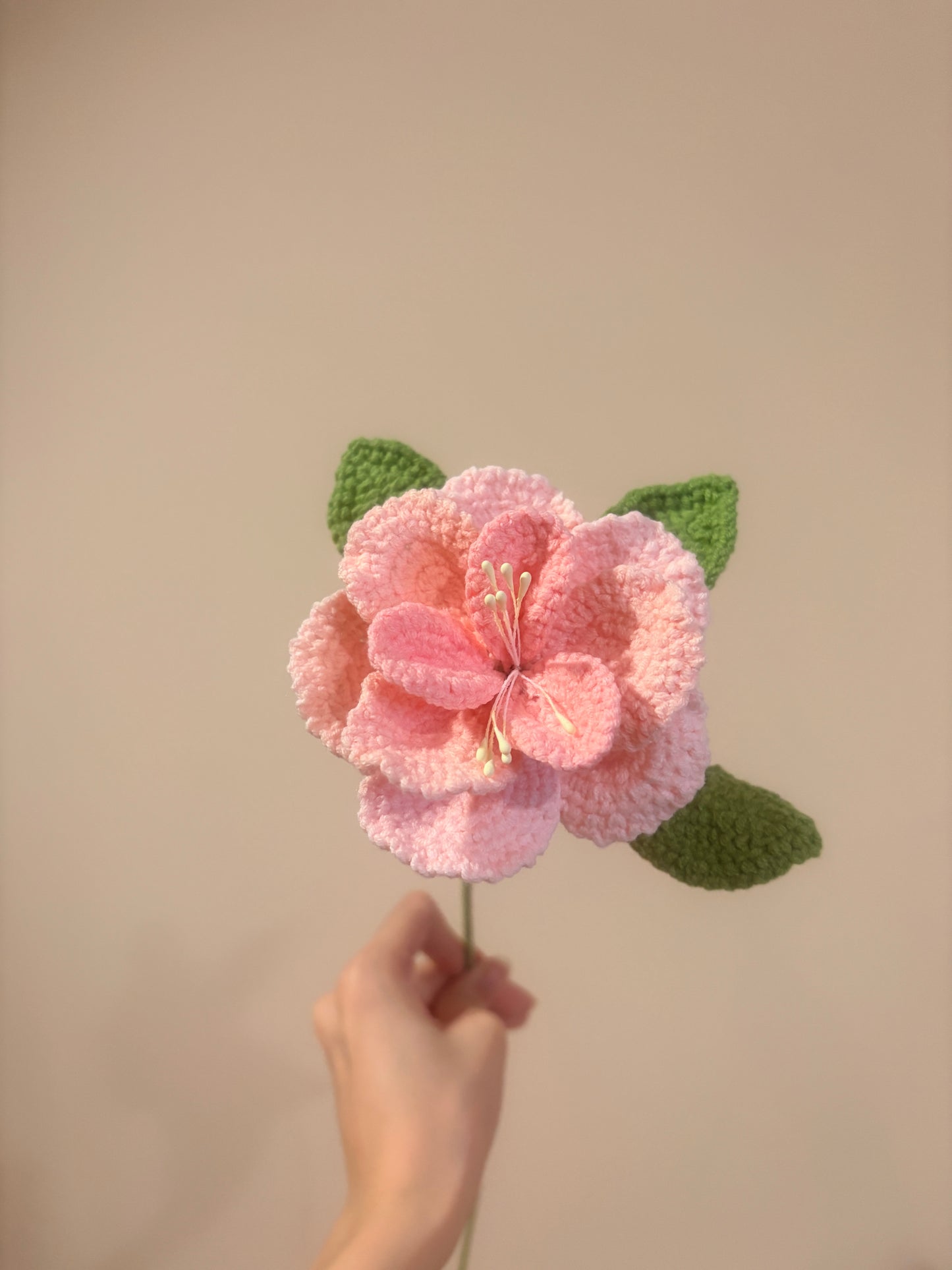 French Rose