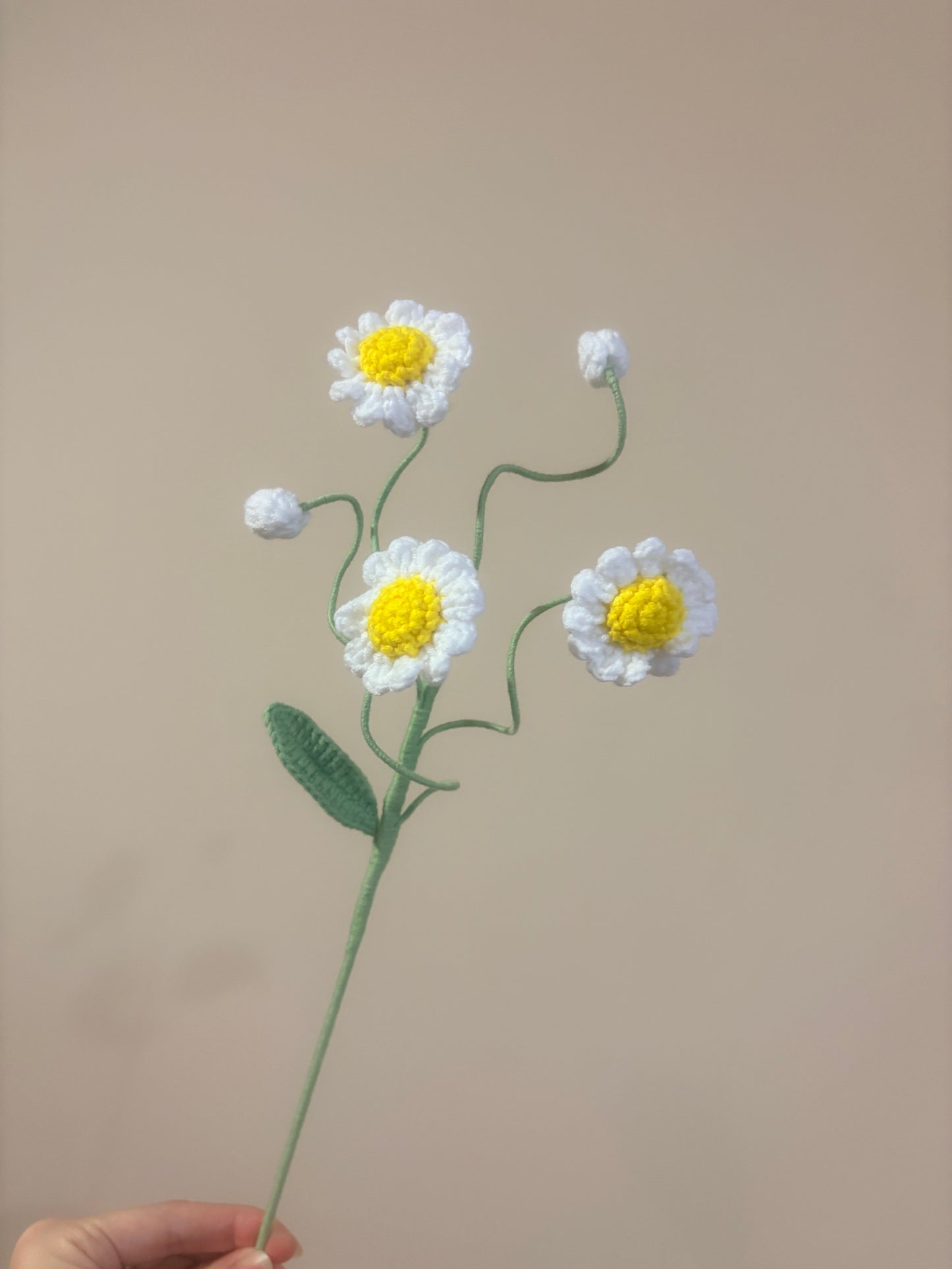 Daisy Style B