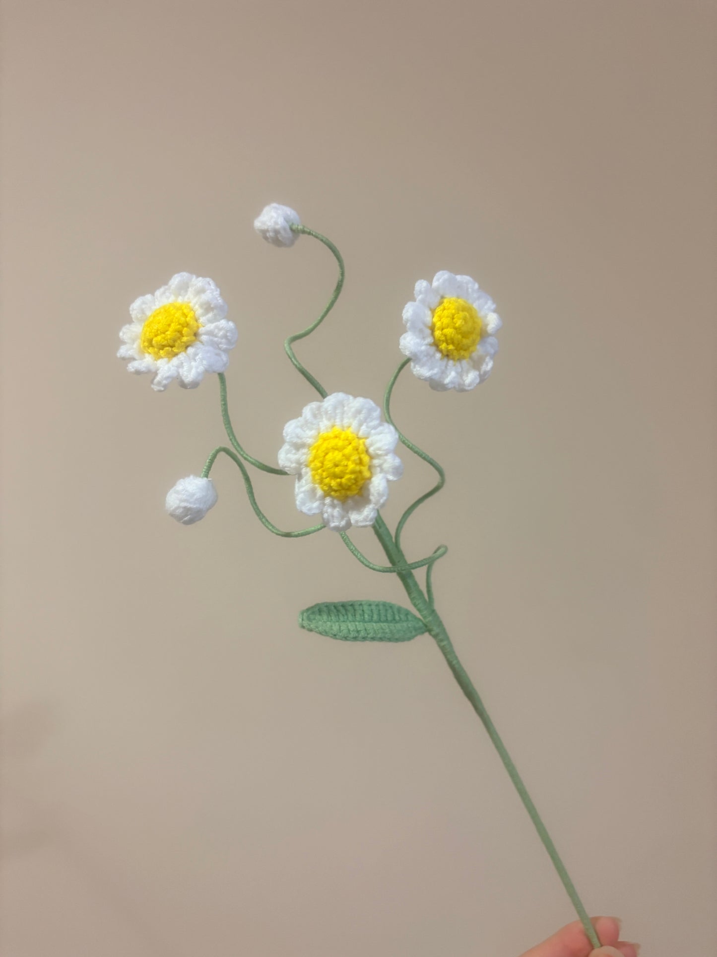 Daisy Style B