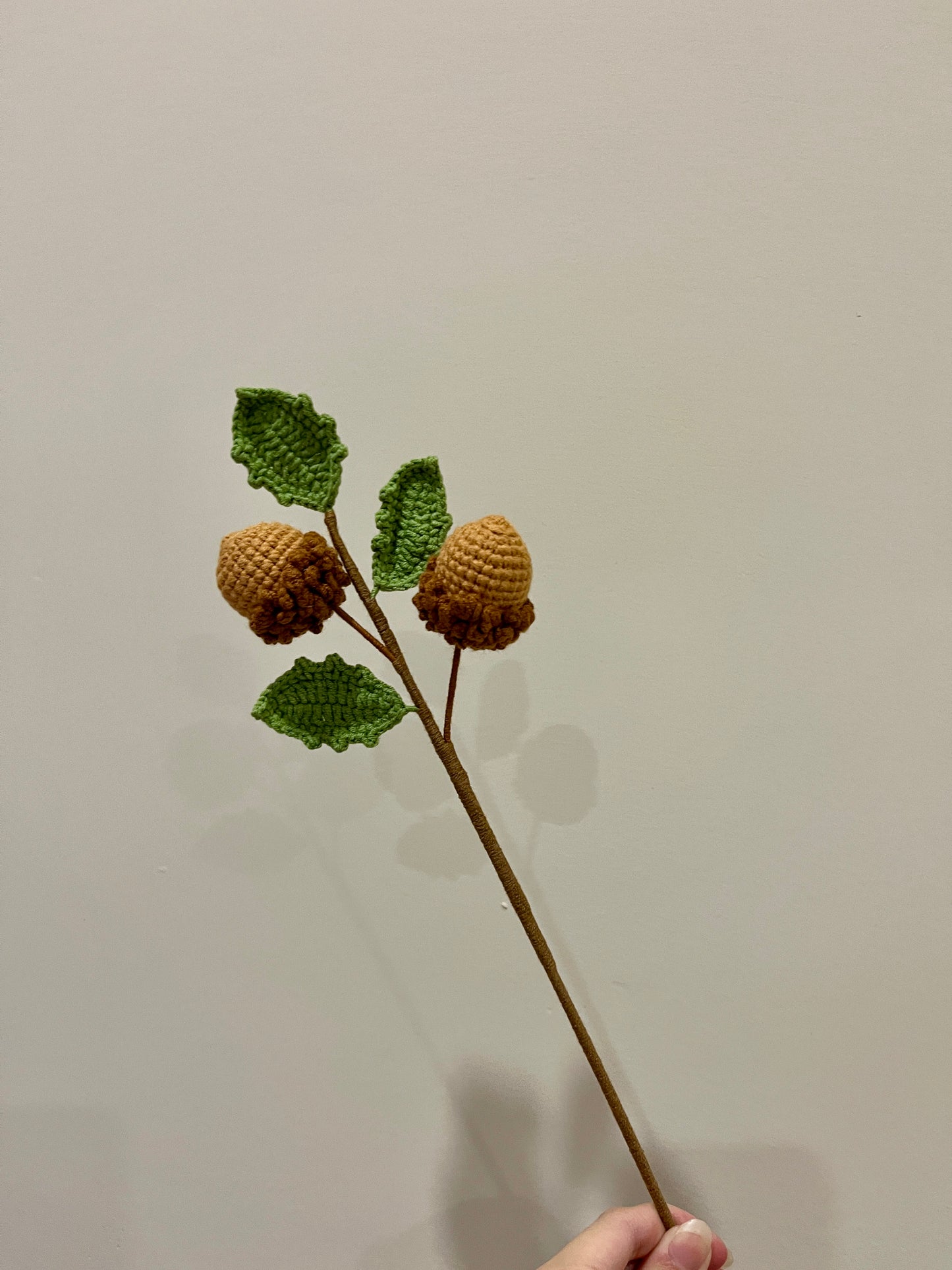 Acorn